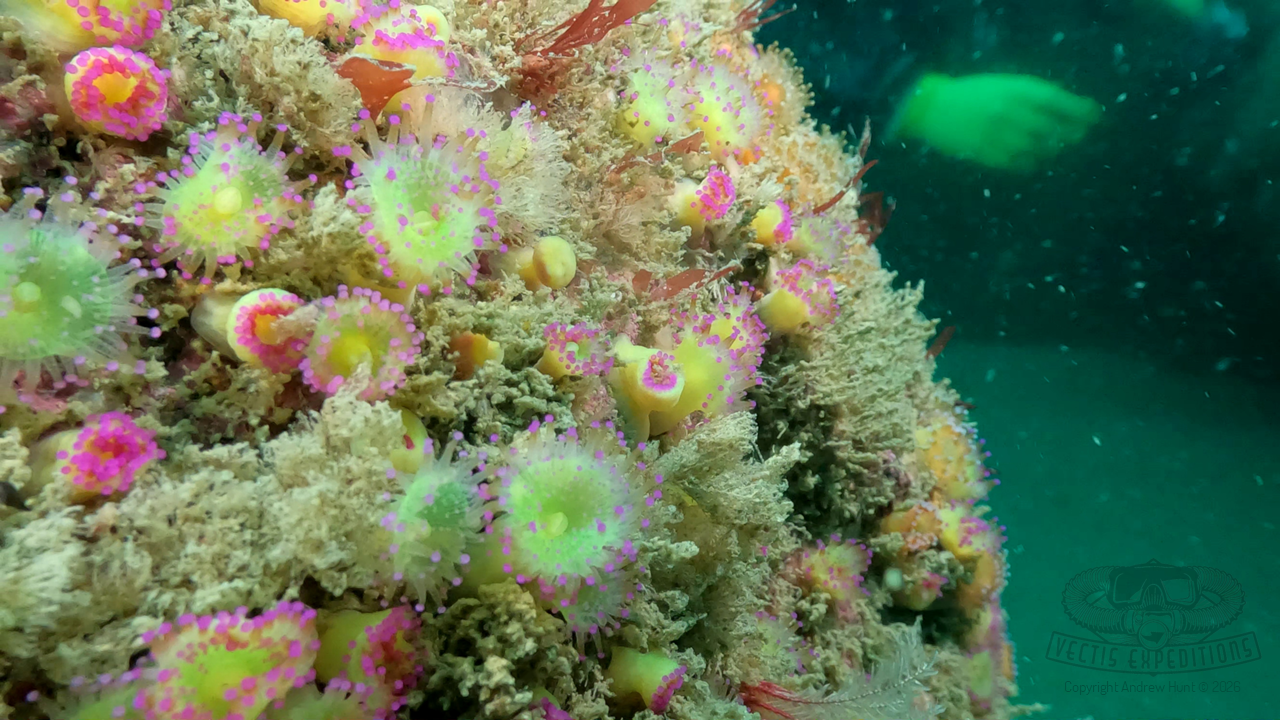 Read more about the article Isle of Scilly Expedition – May / June 2026