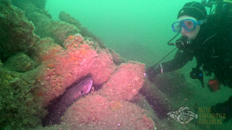 Conger on the France Aimee