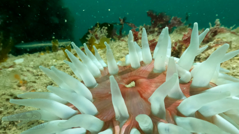 Dahlia anenome at Trinity Rock