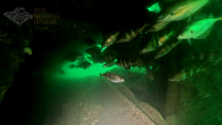 Shoal of Bib behind the boiler