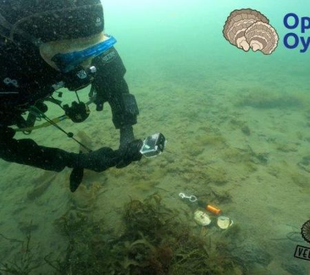 Supporting BSAC Operation Oyster