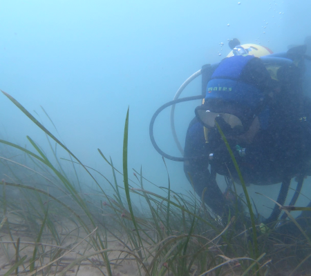 Volunteer diving - Seagrass and oyster restoration dive