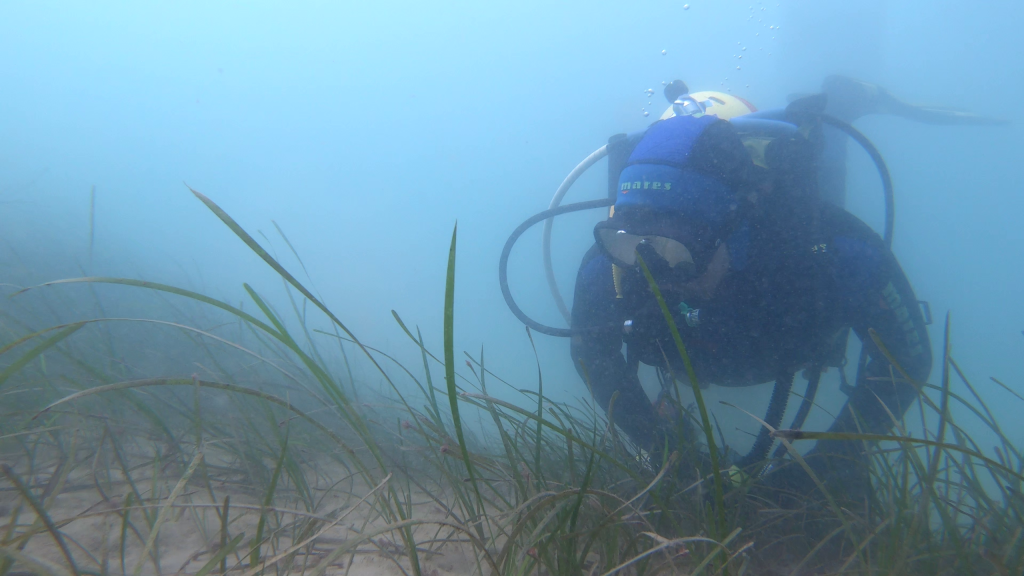 Volunteer diving - Seagrass and oyster restoration dive