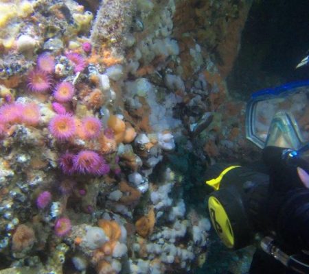 Marine life inside a blockship wreck
