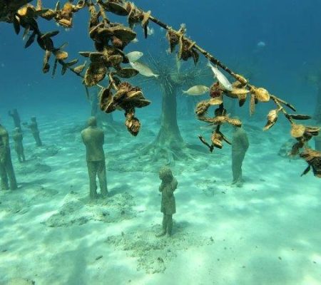Artwork and restoration at MUSAN - native oyster tree