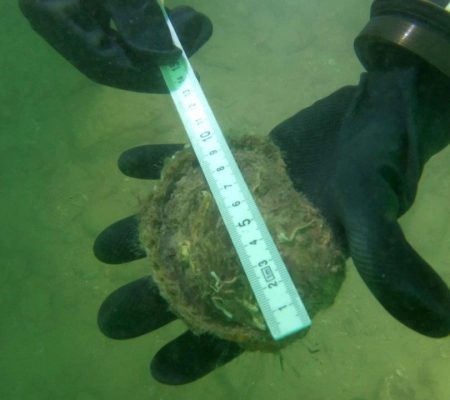 Native flat oyster surveys