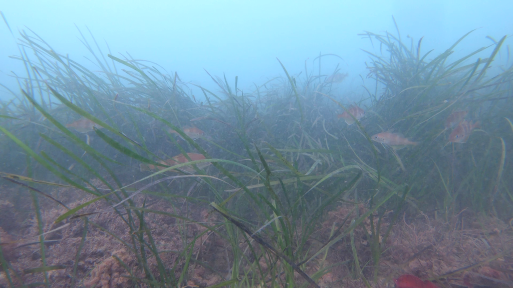 Seagrass meadow