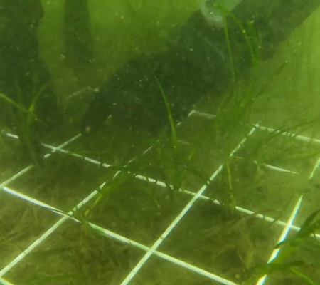 Seagrass surveys