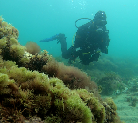 Ventnor shore dive